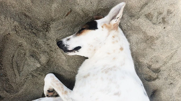 Imagen de un perro tirado en el suelo