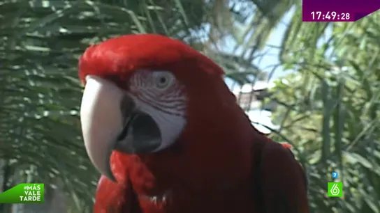 Papagallo Papagallo