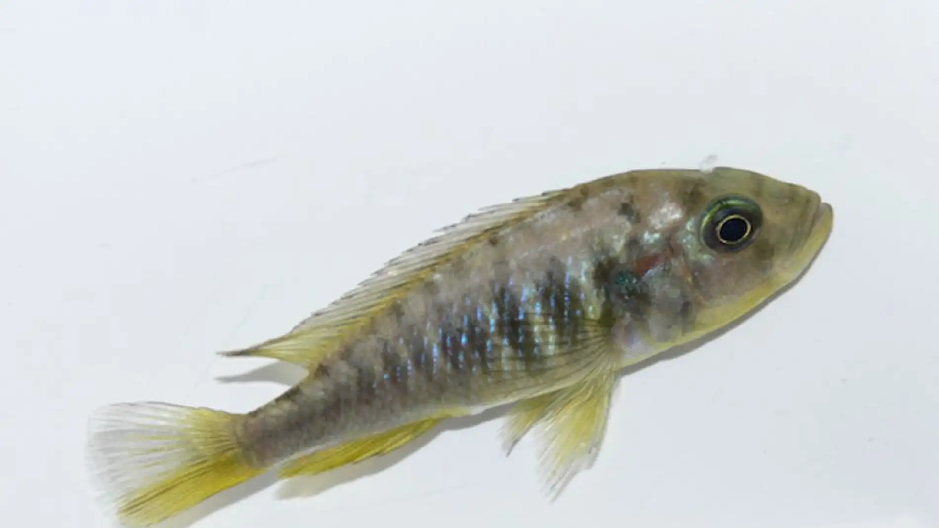 Un pez hembra desarrolla órganos reproductores masculinos y se fertiliza a sí mismo