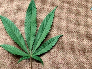 Qué le ocurre a tu cuerpo cuando fumas marihuana Qué le ocurre a tu cuerpo cuando fumas marihuana