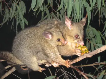 Una pareja de possums, marsupiales endémicos de Australia Una pareja de possums, marsupiales endémicos de Australia