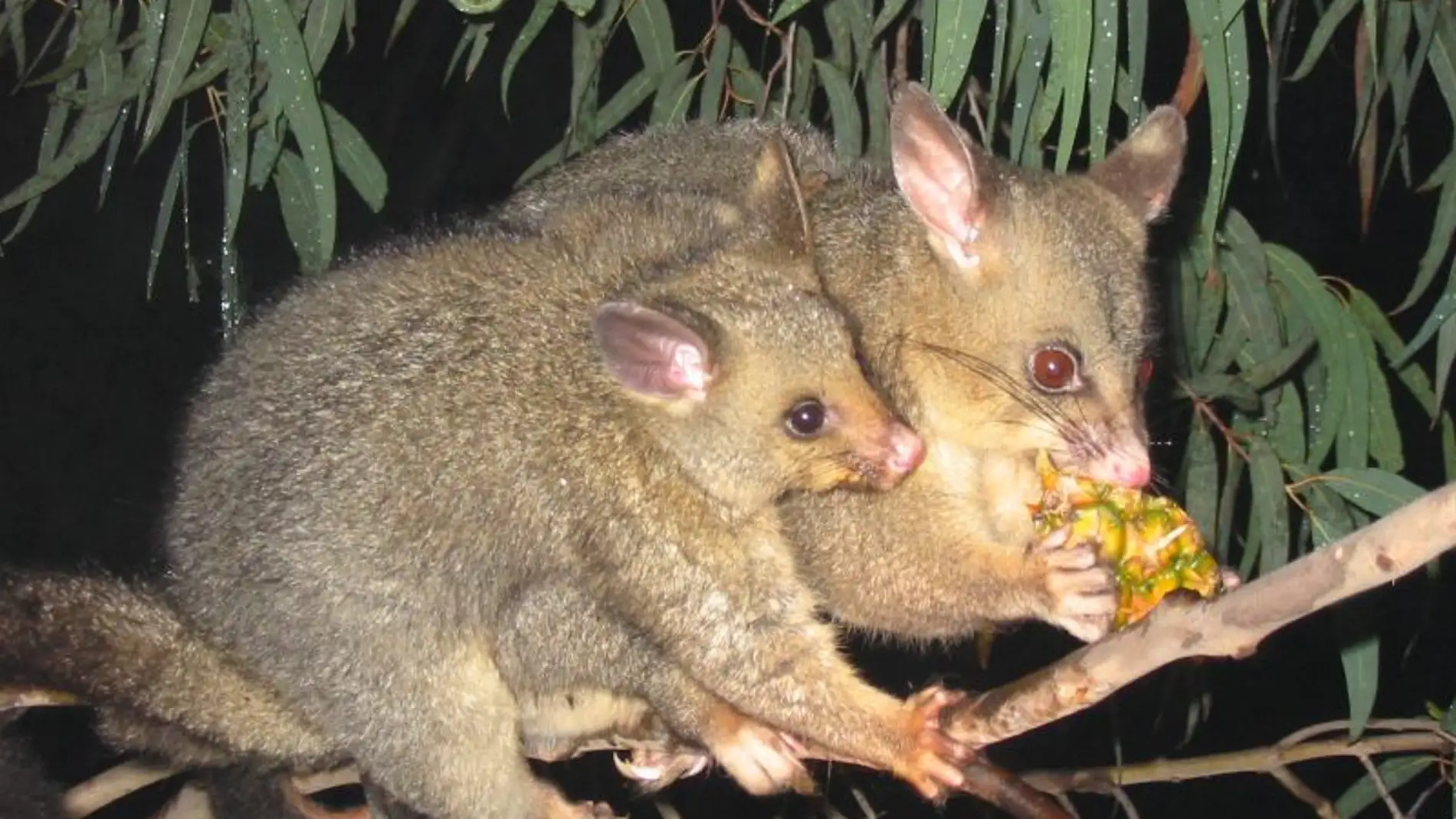 Una pareja de possums, marsupiales endémicos de Australia 