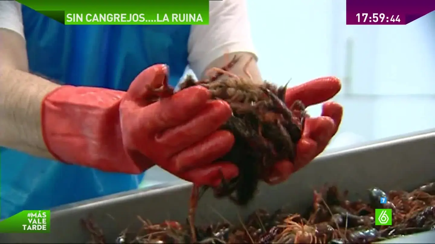 Cangrejo rojo Cangrejo rojo