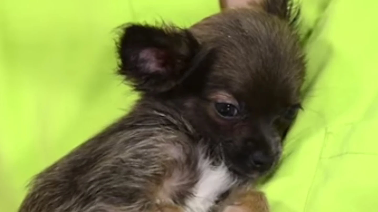 Cuidados específicos del cachorro chihuahua I Perros Cuidados específicos del cachorro chihuahua I Perros