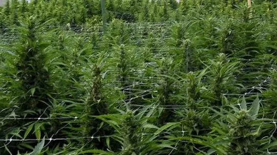 Marihuana Marihuana