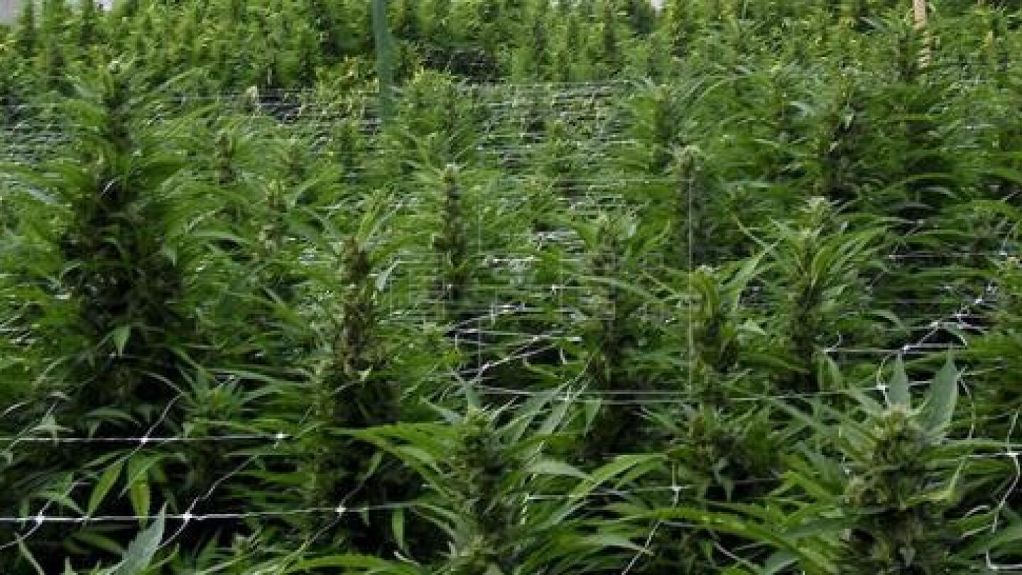 Marihuana