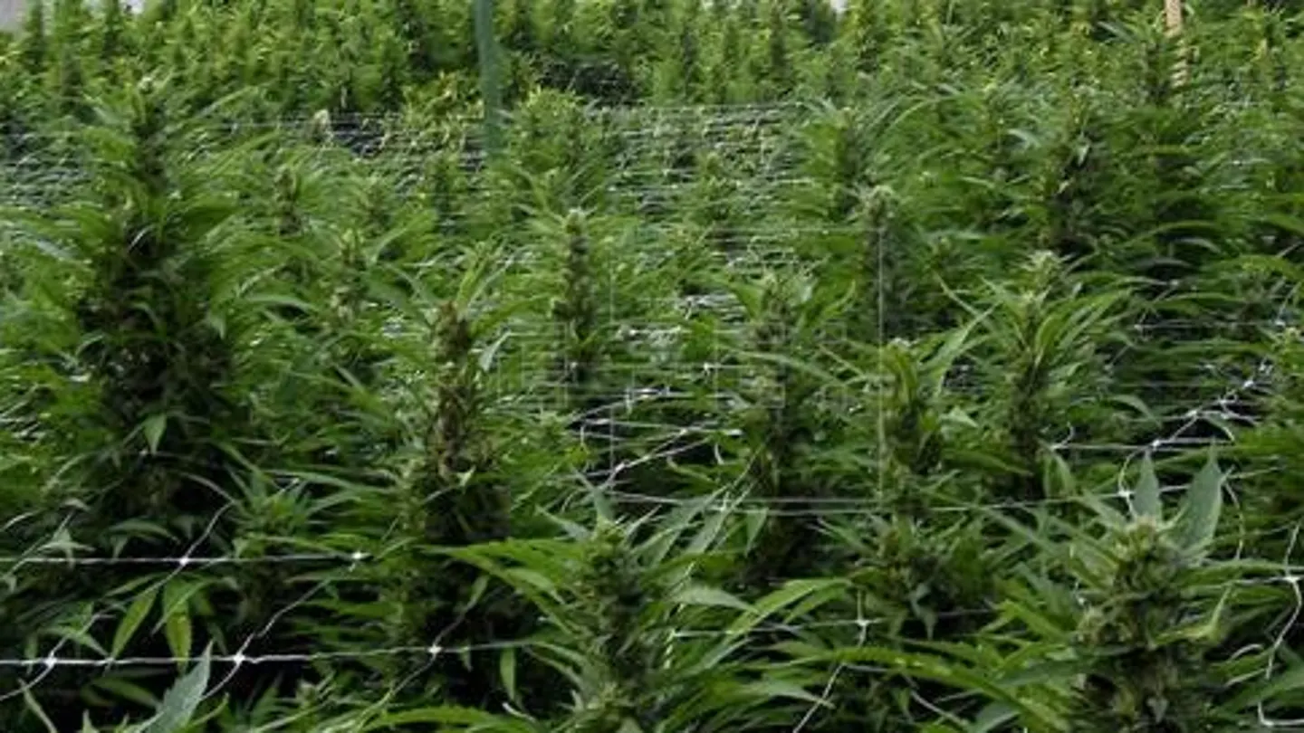 Marihuana Marihuana