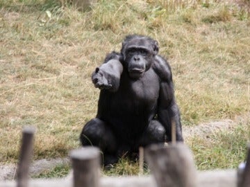 Graban el misterioso “ritual sagrado” de algunos chimpancés