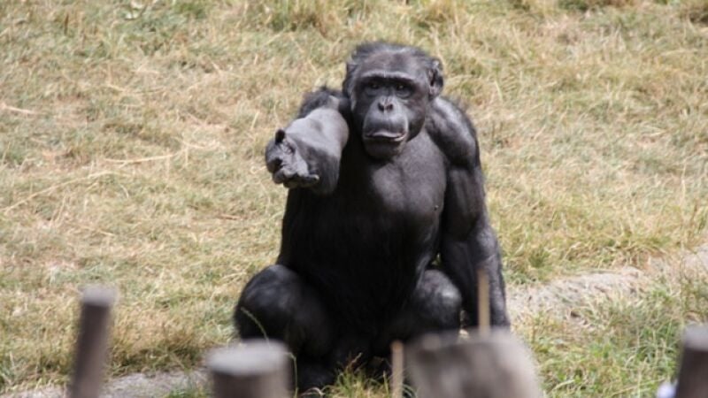 Graban un misterioso 'ritual sagrado' de algunos chimpancés