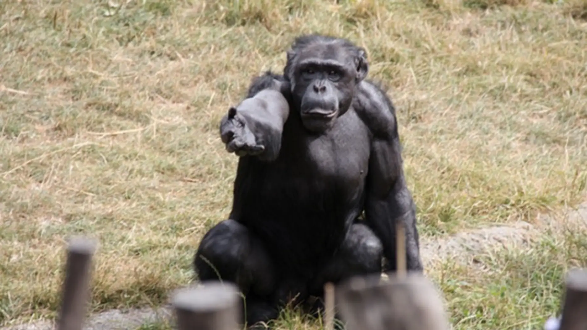 Graban el misterioso “ritual sagrado” de algunos chimpancés