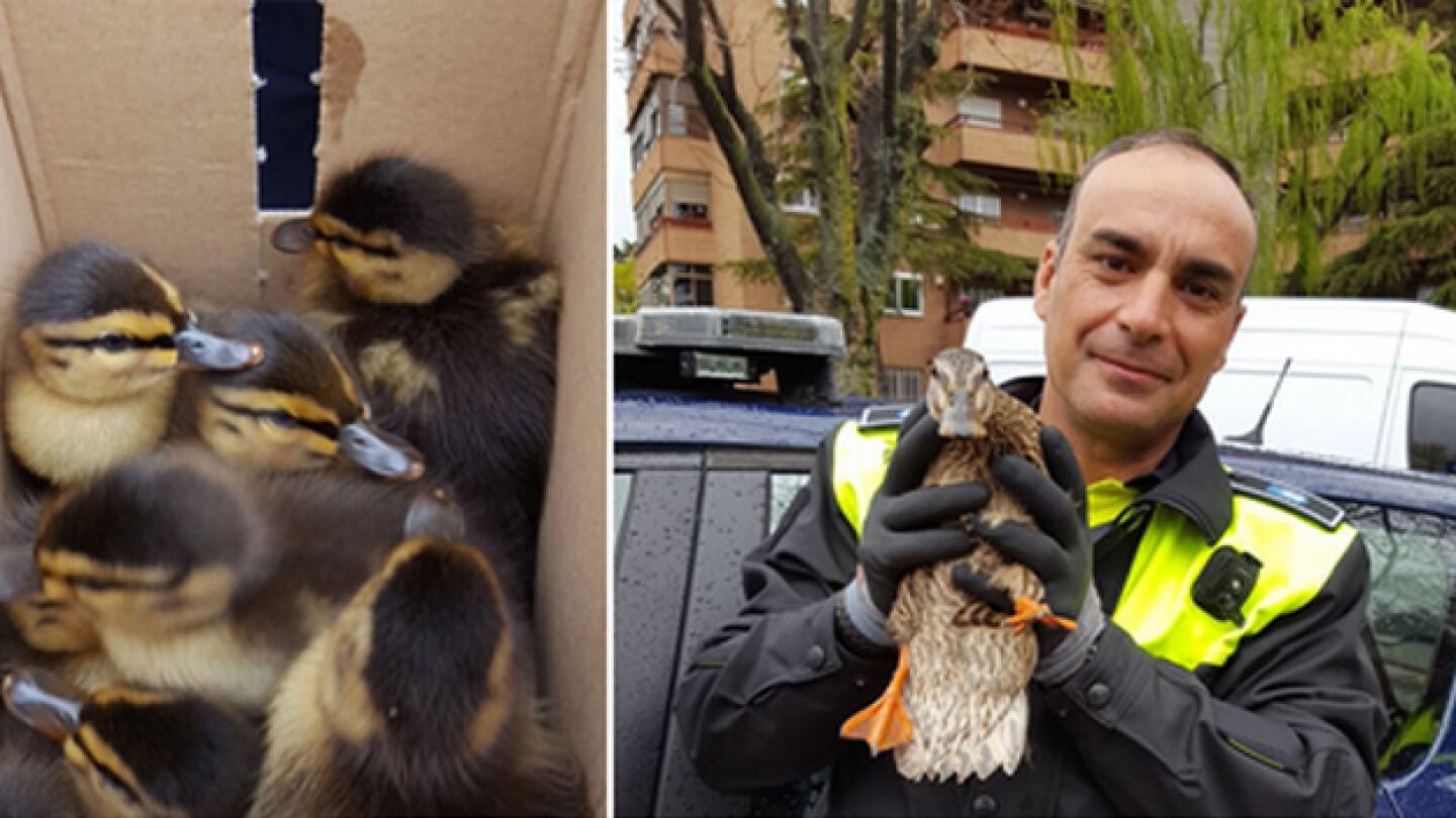 Agente de la Polic&iacute;a nacional sostiene a la pata.