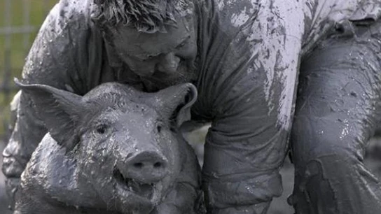 Imagen de un cerdo engrasado Imagen de un cerdo engrasado