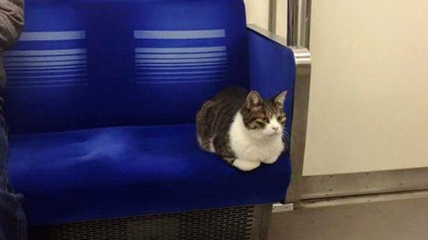 El gato que viaja habitualmente en el metro de Tokio