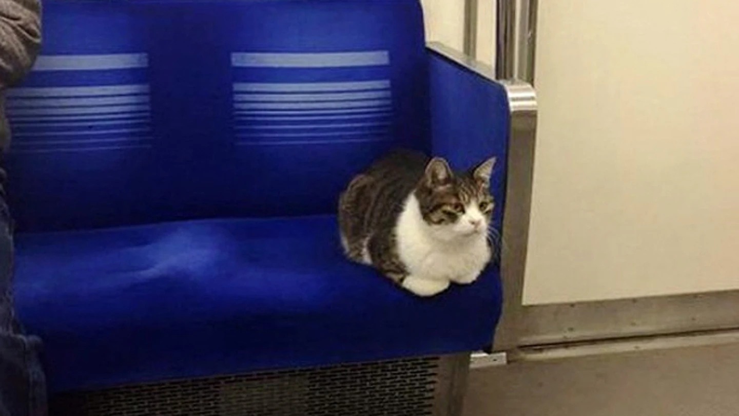 El gato que viaja habitualmente en el metro de Tokio El gato que viaja habitualmente en el metro de Tokio