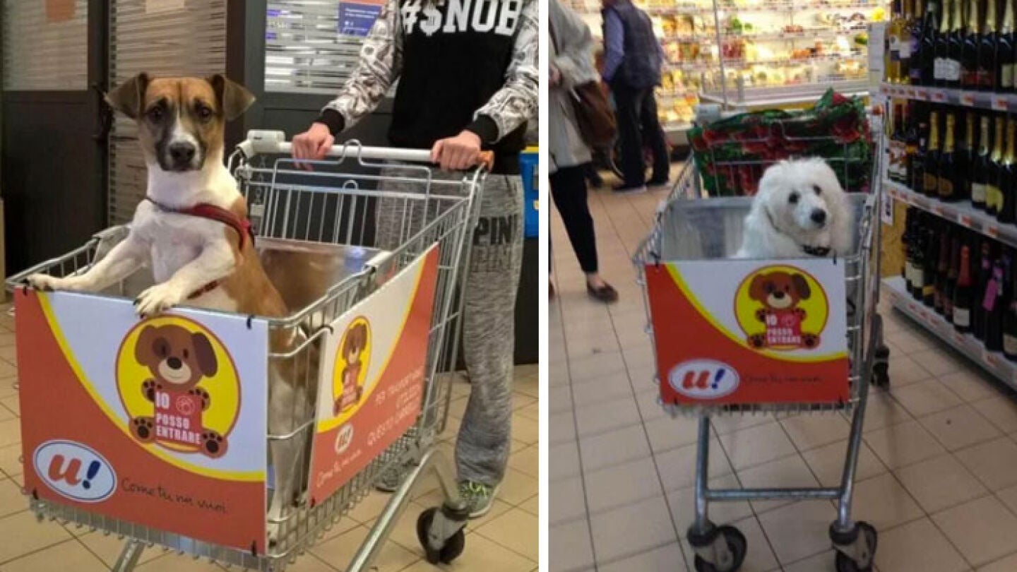 Un supermercado adapta sus carros para que los perros puedan acompa&ntilde;ar a sus due&ntilde;os a hacer la compra 