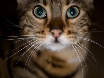 El híbrido entre el gato leopardo asiático (Prionailurus bengalensis) y el gato doméstico (Felis silvestris catus) –tipo abisinio o birmano– dio lugar al gato de Bengala El híbrido entre el gato leopardo asiático (Prionailurus bengalensis) y el gato doméstico (Felis silvestris catus) –tipo abisinio o birmano– dio lugar al gato de Bengala