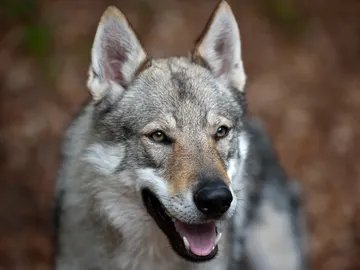 Perro lobo checoslovaco, un híbrido entre pastor alemán y lobo euroasiático Perro lobo checoslovaco, un híbrido entre pastor alemán y lobo euroasiático