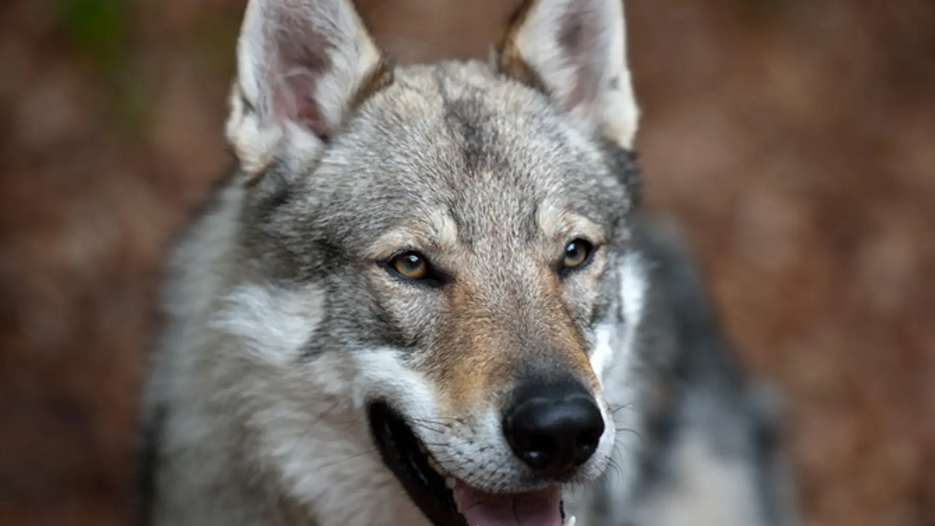 Perro lobo checoslovaco, un híbrido entre pastor alemán y lobo euroasiático