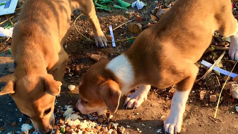 Comida para perros