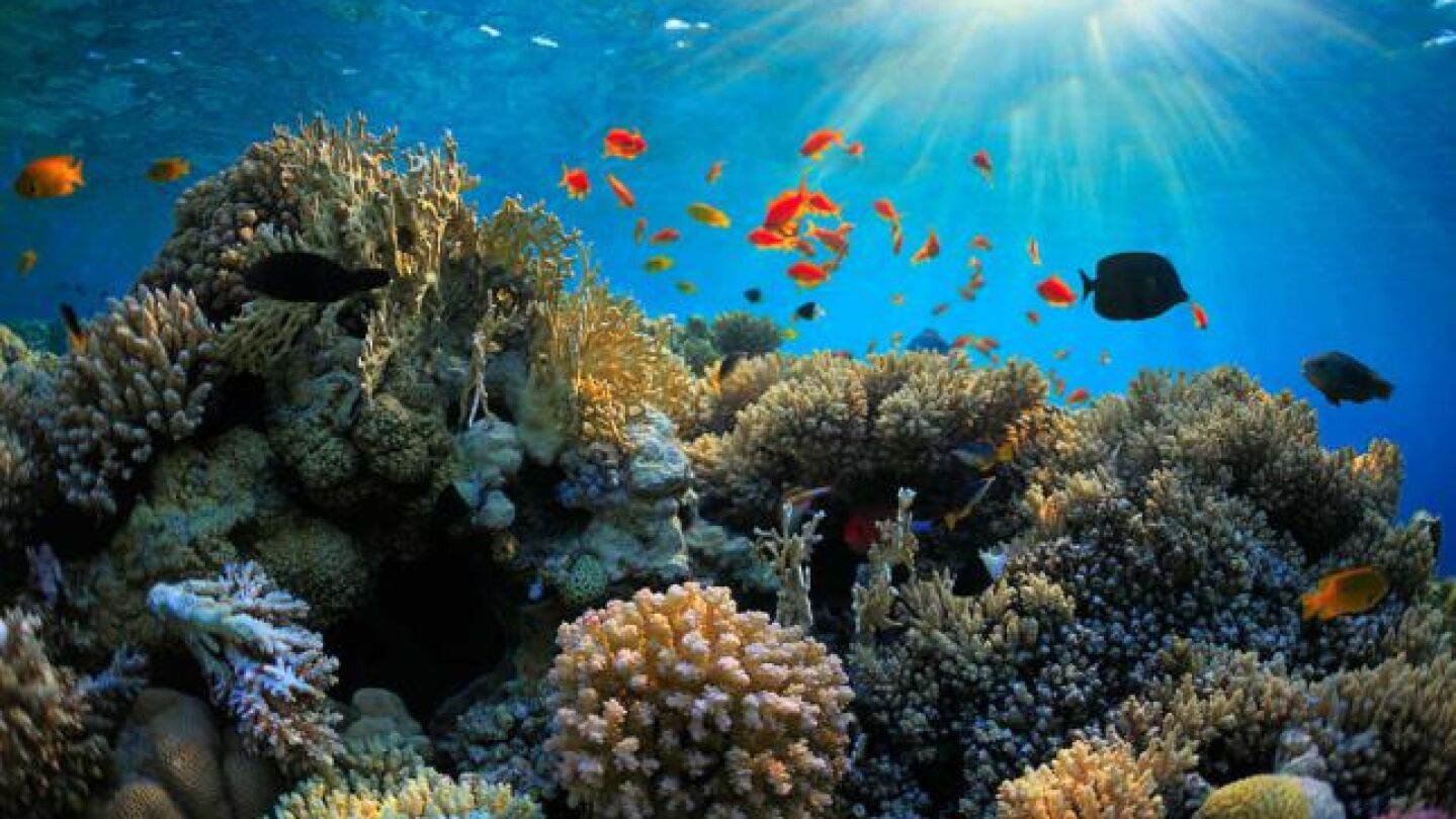 Gran Barrera de coral
