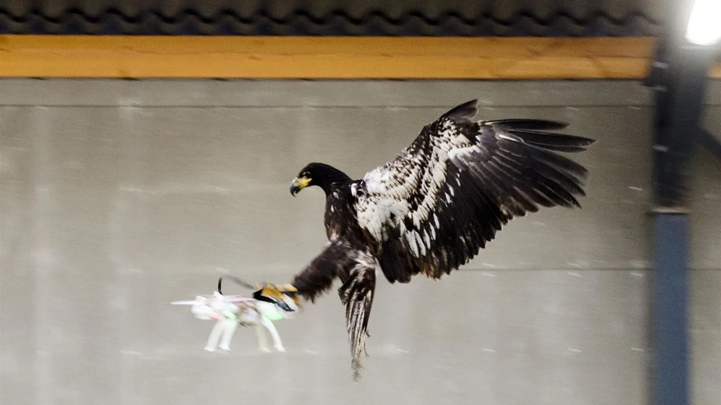 Águila capturando un dron Águila capturando un dron