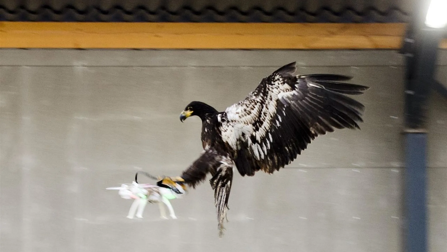 Águila capturando un dron