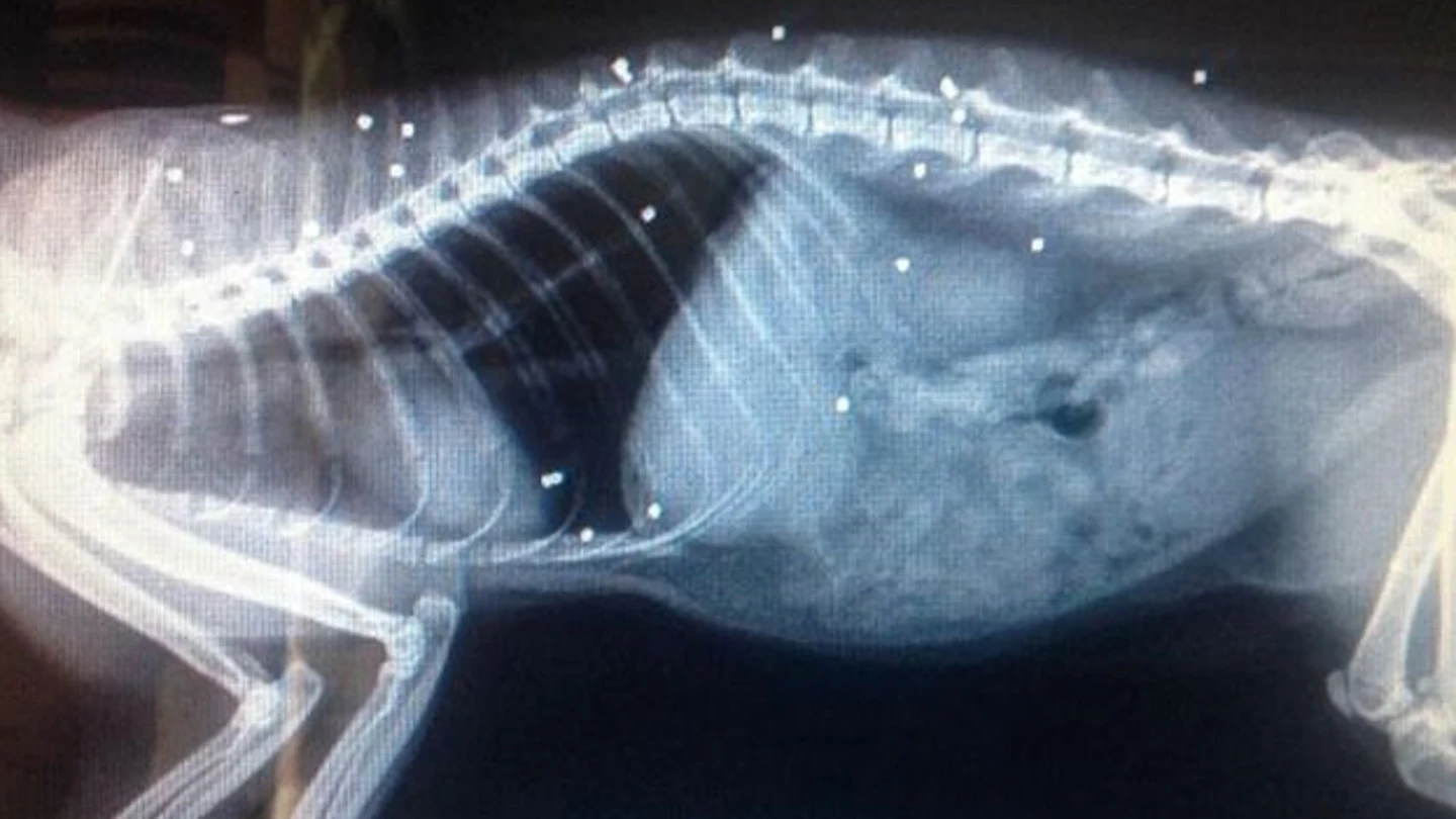Imagen de la radiografía del animal Imagen de la radiografía del animal
