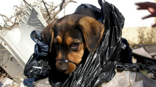 La cachorra, con una brida en el hocico La cachorra, con una brida en el hocico