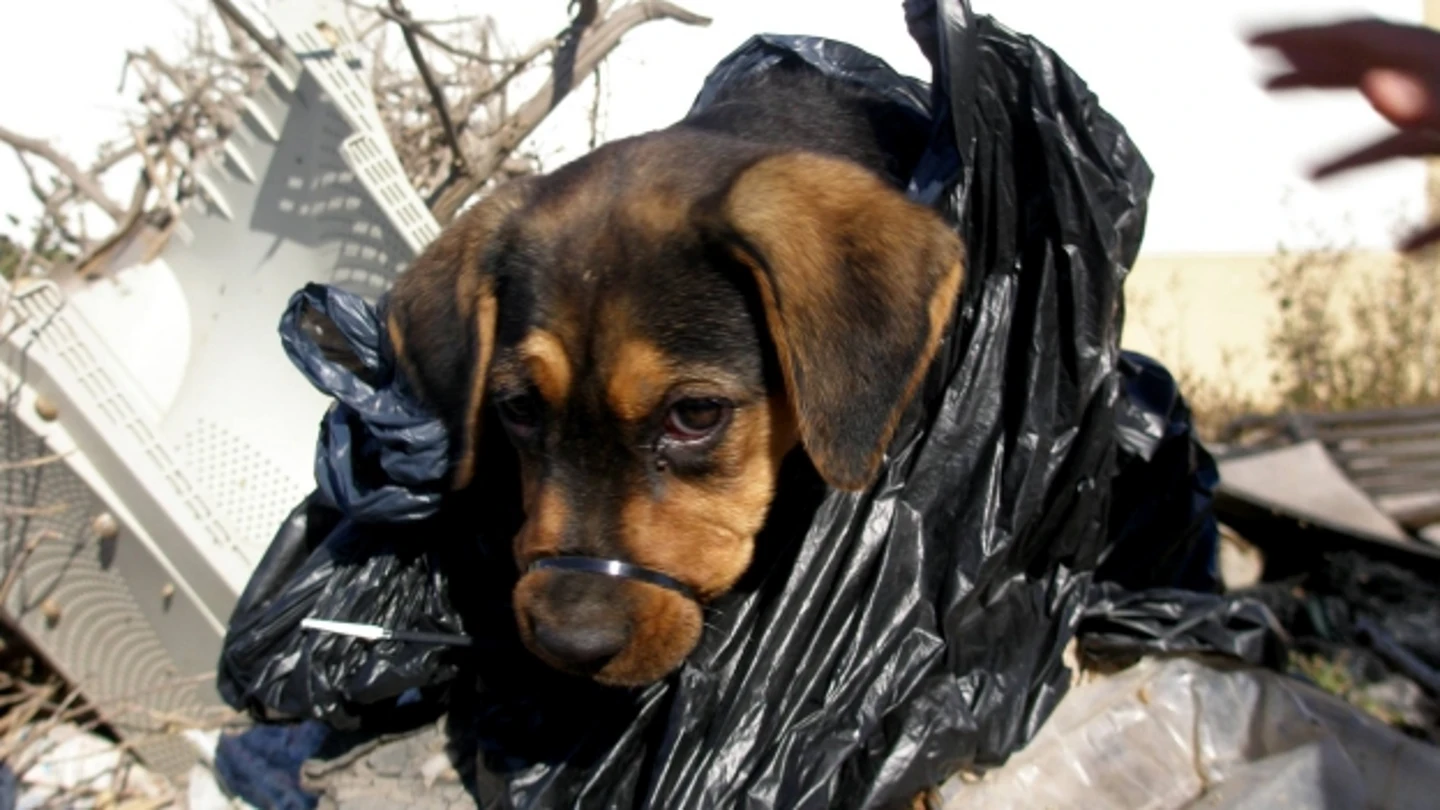 La cachorra, con una brida en el hocico La cachorra, con una brida en el hocico
