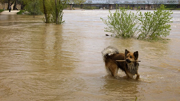 Perro en medio de la crecida del río Duero en Zamora