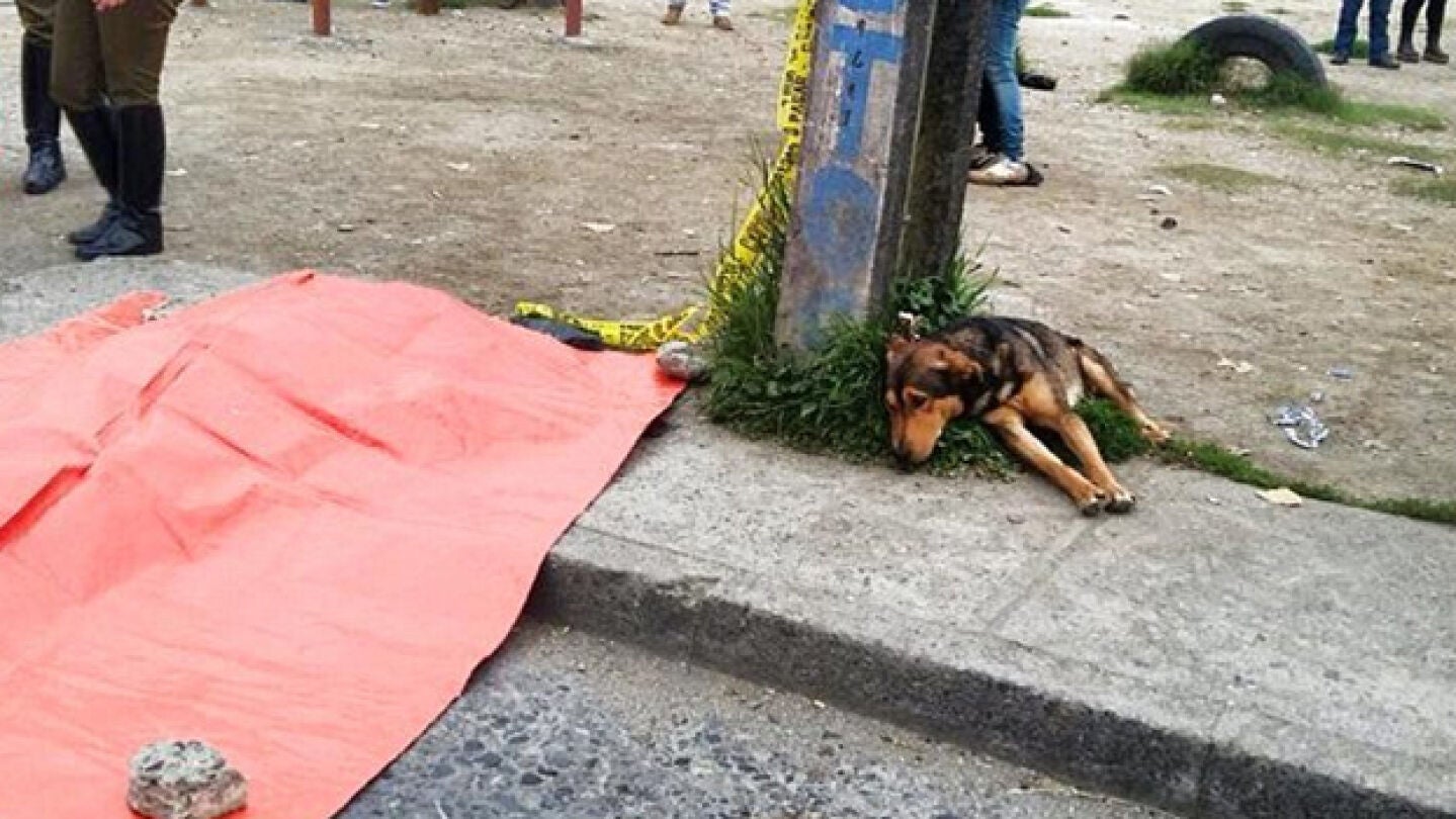 El perro junto al cad&aacute;ver de su due&ntilde;o