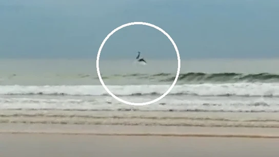 Imagen del momento en el que se avistan a los delfines Imagen del momento en el que se avistan a los delfines