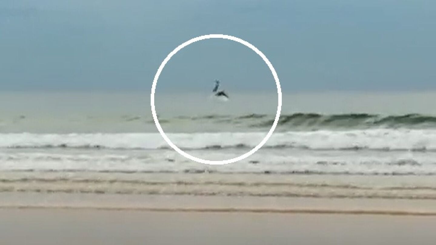 Imagen del momento en el que se avistan a los delfines