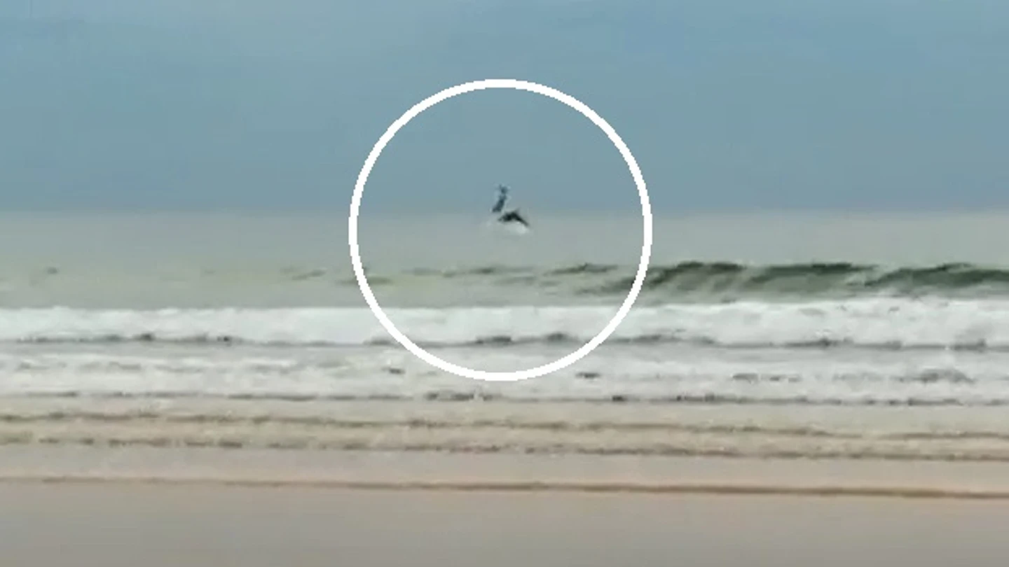 Imagen del momento en el que se avistan a los delfines Imagen del momento en el que se avistan a los delfines