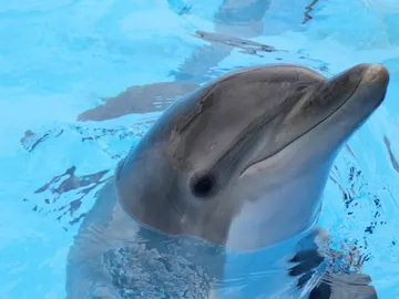 Los delfines utilizan gran variedad de señales sonoras para comunicarseLos delfines utilizan gran variedad de señales sonoras para comunicarse Los delfines utilizan gran variedad de señales sonoras para comunicarseLos delfines utilizan gran variedad de señales sonoras para comunicarse