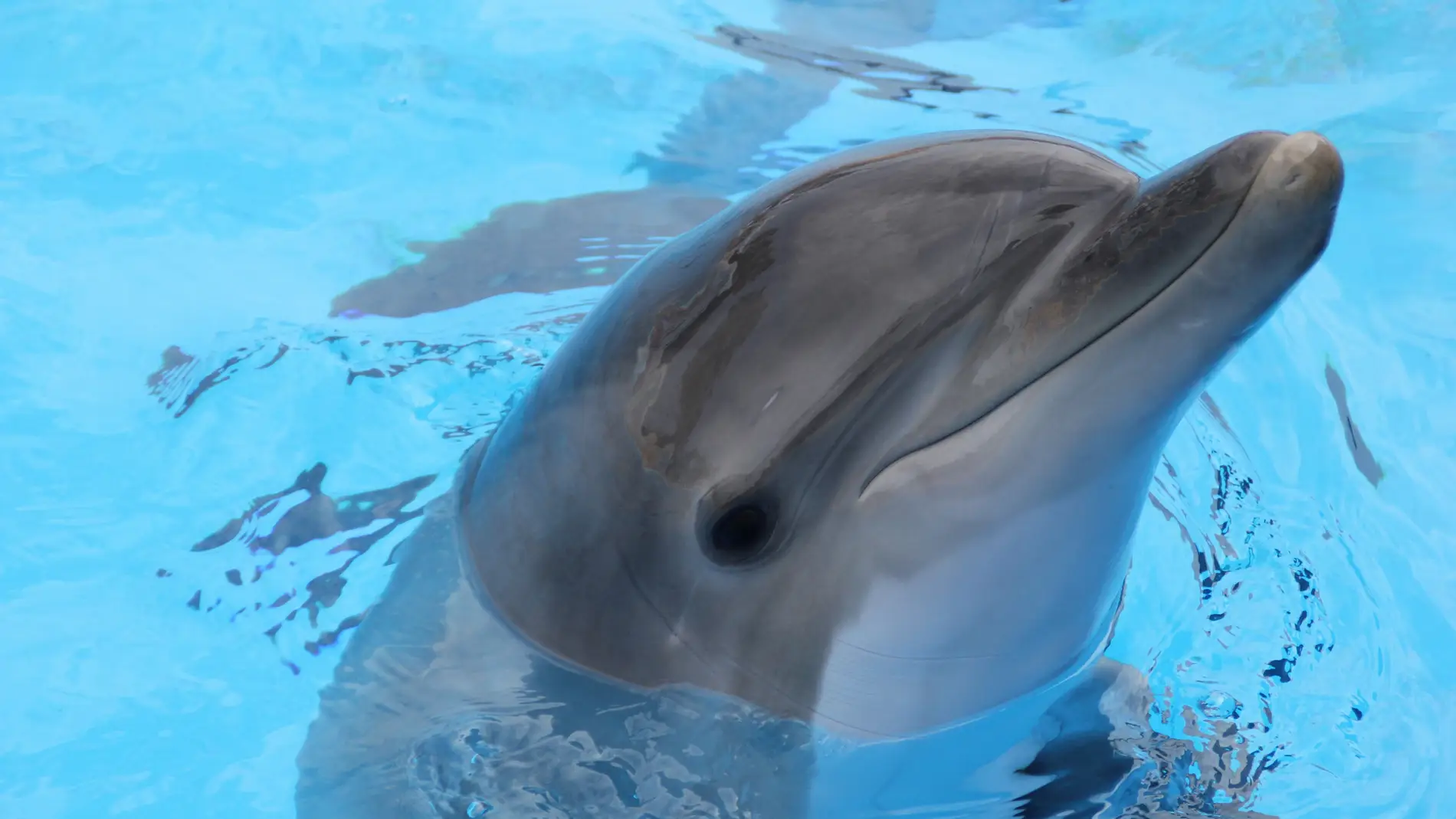 Los delfines utilizan gran variedad de señales sonoras para comunicarseLos delfines utilizan gran variedad de señales sonoras para comunicarse