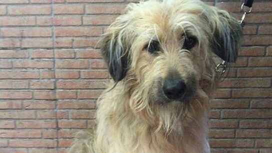 Rak&uacute;, perro multado