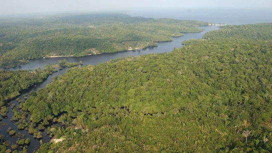 Fotografía de la floresta amazónica brasileña Fotografía de la floresta amazónica brasileña