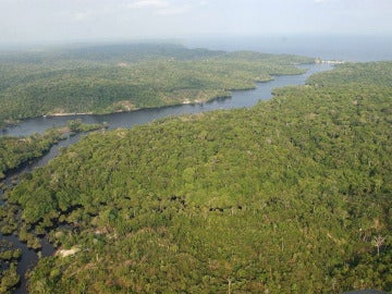 Fotografía de la floresta amazónica brasileña Fotografía de la floresta amazónica brasileña