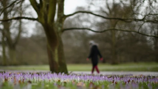 Llega la primavera Llega la primavera