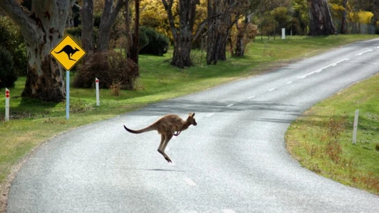 Un canguro cruzando la carretera Un canguro cruzando la carretera