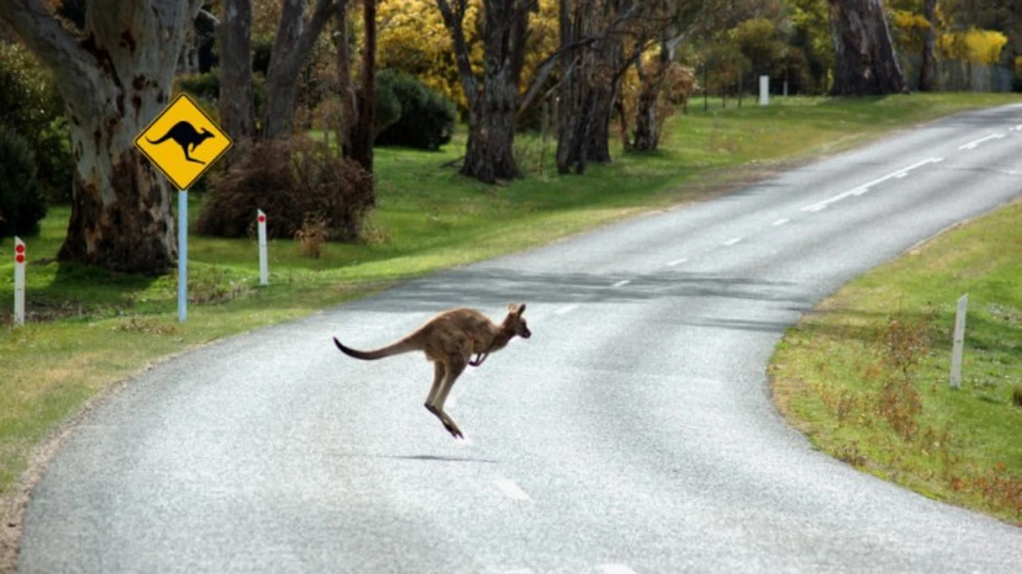 Un canguro cruzando la carretera Un canguro cruzando la carretera