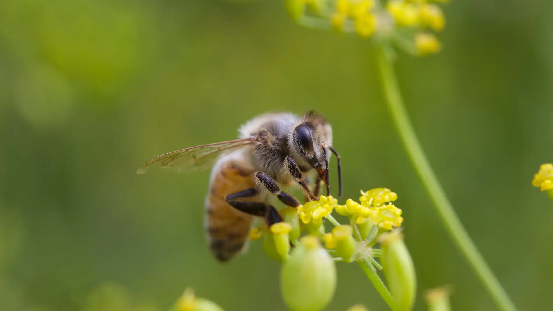 La abeja de la miel recolecta polen de n