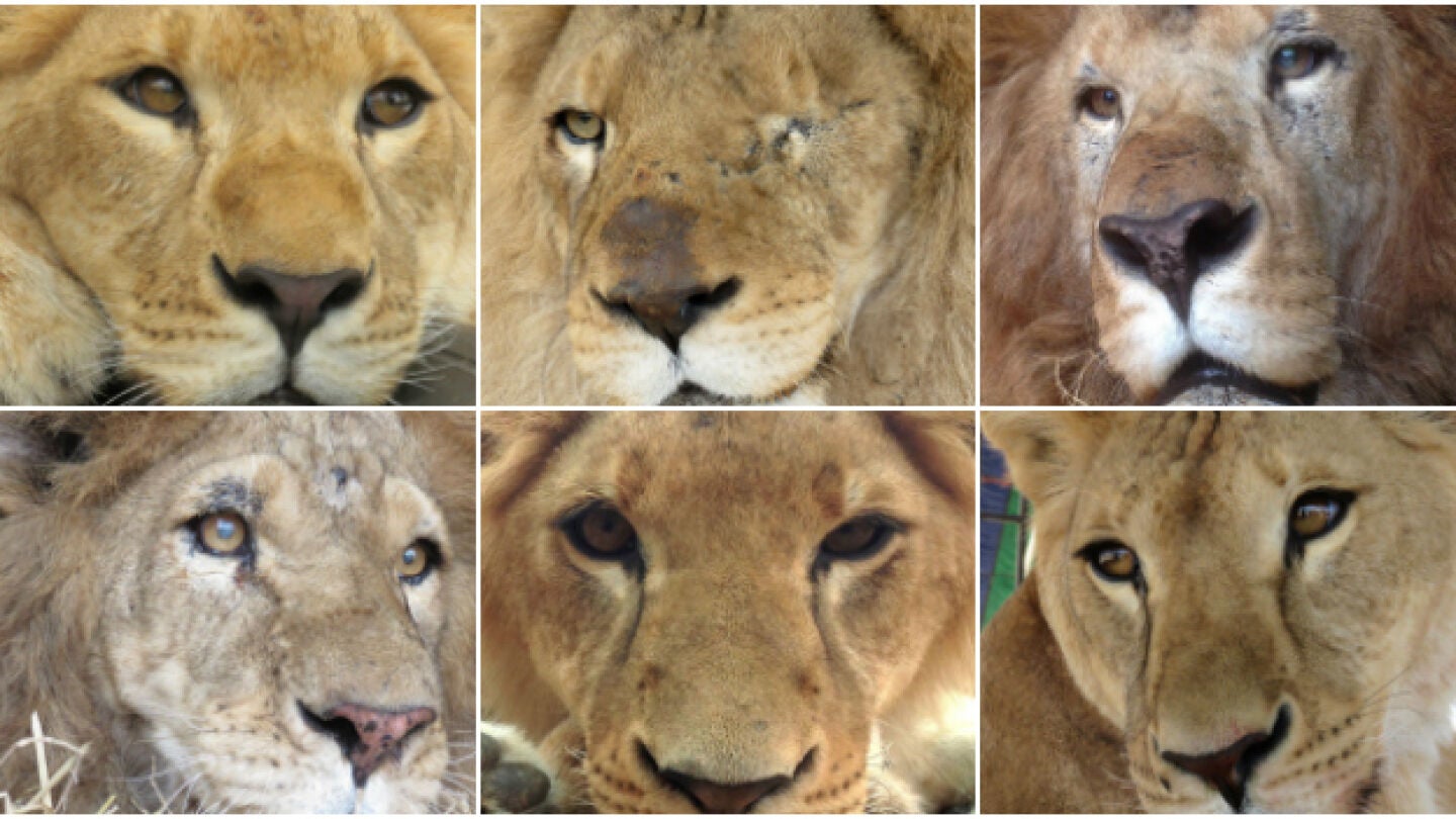 Seis de los 33 leones rescatados en circos que viajar&aacute;n a &Aacute;frica