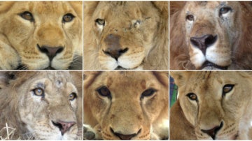 Seis de los 33 leones rescatados en circos que viajarán a África