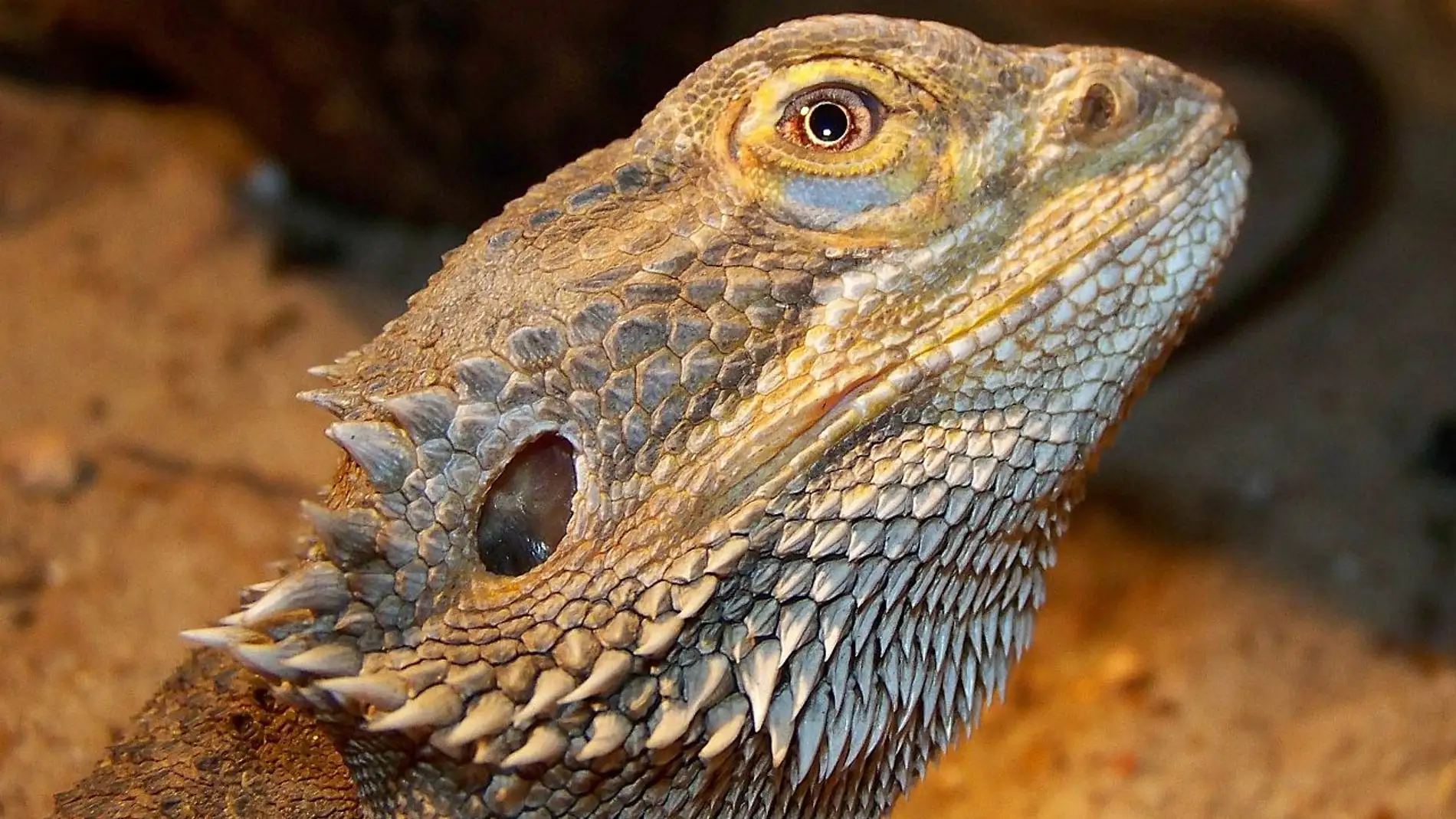 Lagarto | Archivo