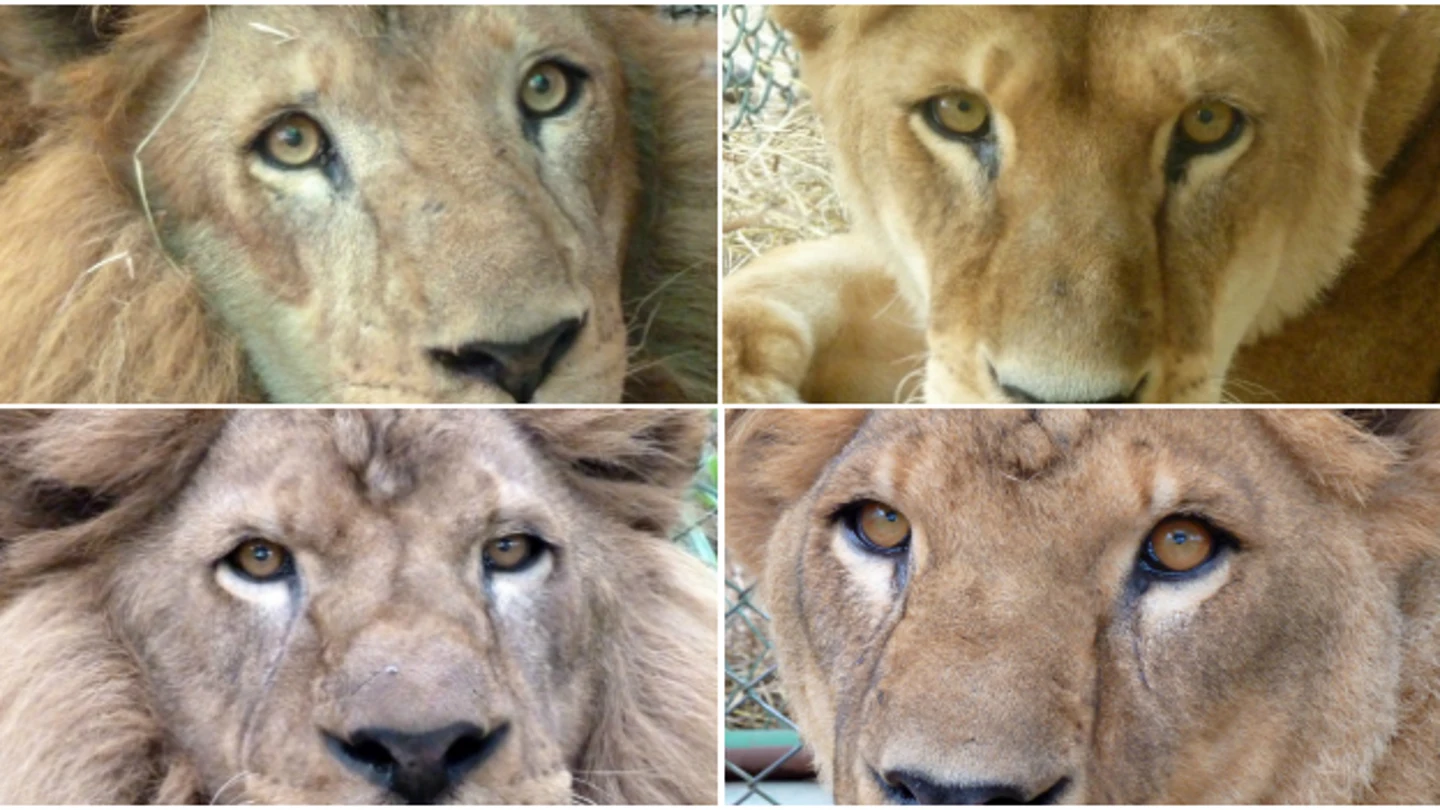 Cuatro de los nueve leones de Colombia que han comenzado el viaje Cuatro de los nueve leones de Colombia que han comenzado el viaje