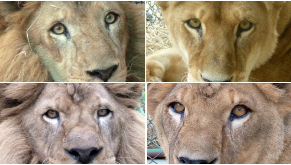 Cuatro de los nueve leones de Colombia que han comenzado el viaje