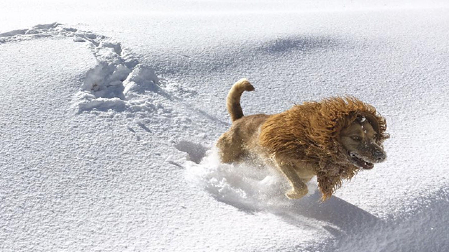 Perro con apariencia de le&oacute;n corriendo en la nieve