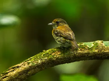 Pájaro Pájaro